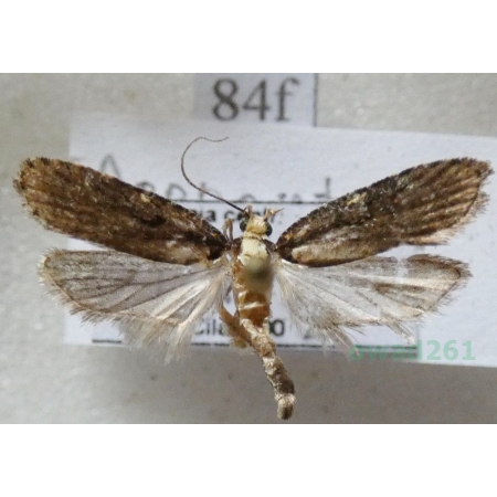 Agonopterix liturosa (Haworth, 1811) Czech84f